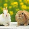 Image result for Spring Bunny Background