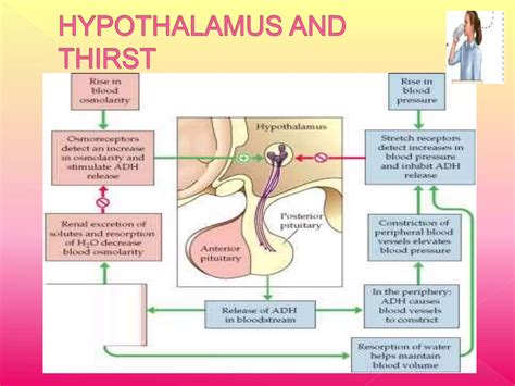 Image result for Neural Control Mechanism