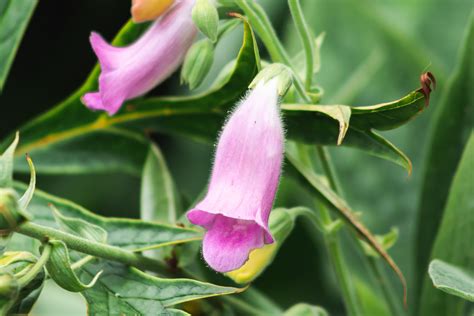 22 Best Deer-Resistant Perennial Plants