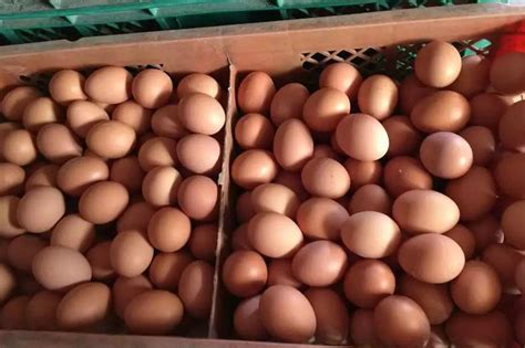 今日鸡蛋价格走势如何？2018年6月24日山东各地及主销区鸡蛋价格行情播报