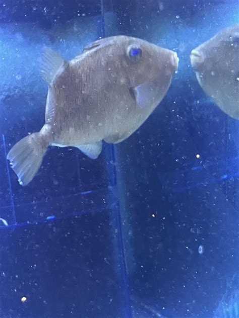 What is this trigger fish? Gray Triggerfish? : r/Reef