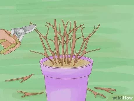 Pruning azaleas – Artofit