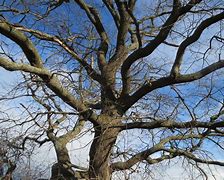 Image result for branches