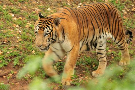 Meet a tiger in Mysore Zoo, Mysore - TimesTravel