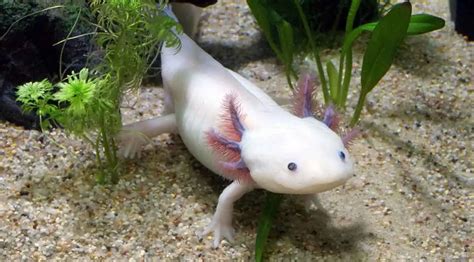 Image result for Fish in Turtle Python