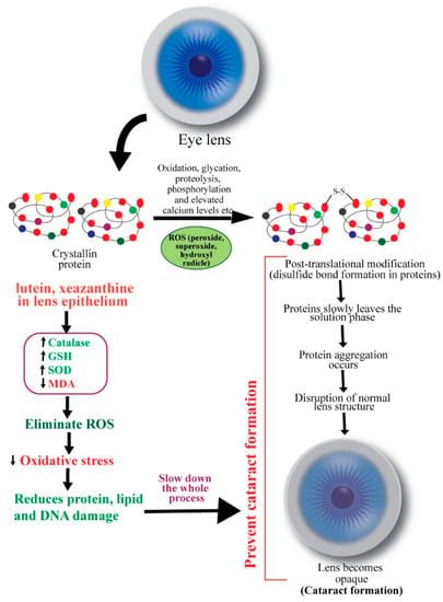 A Mechanistic Review of β-Carotene, Lutein, and Zeaxanthin in Eye ...