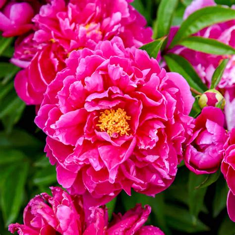 Silkepion 'Karl Rosenfield' - Planteportalen