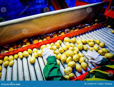 Image result for Potato Sorting Machine