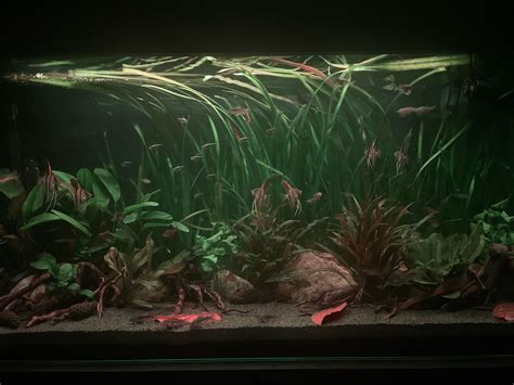 70 gallon South American community tank : r/PlantedTank