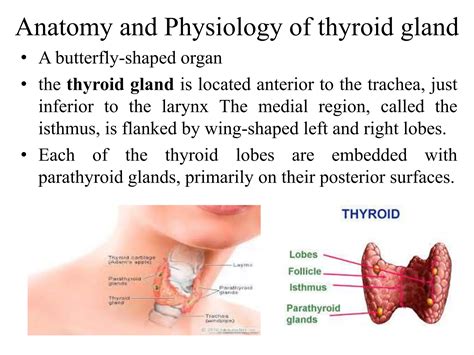 Thyroid gland | PPTX