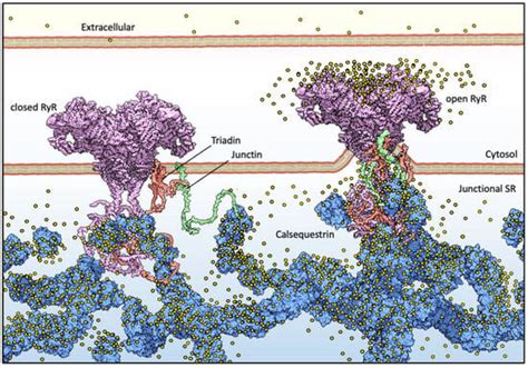 Calsequestrin Multimeric Organization | Encyclopedia MDPI
