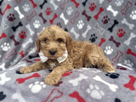 Gaines - Cavapoo Puppy for Sale in Lakeland, FL | Lancaster Puppies
