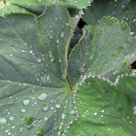 Lady's Mantle (Alchemilla xanthochlora) seeds