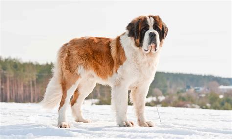 What Kind Of Dog Is Cujo? Breed Information, Pictures, and Facts - A-Z ...