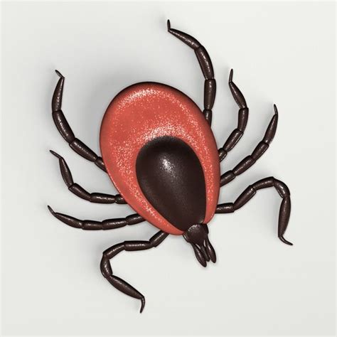 Image result for Embedded Deer Tick