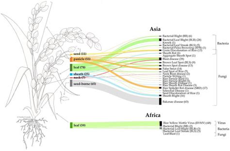 Rice Pests and Diseases Around the World: Literature-Based Assessment ...
