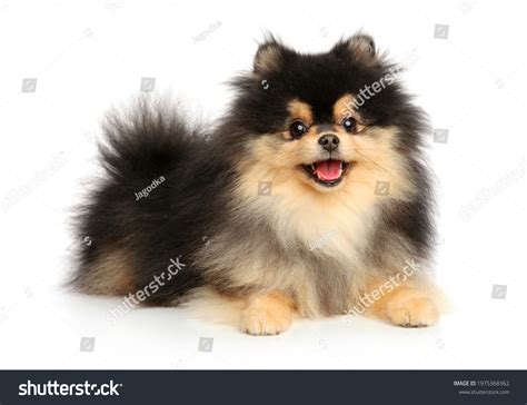 Pomeranian Black And White