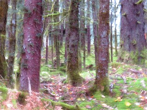 Kodiak - Rainy Pass Lodge