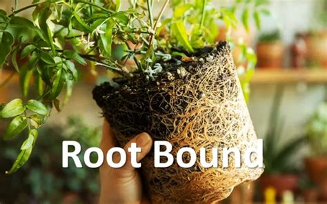 Image result for Planting a Root Bound Tree
