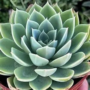 LRCF Live Succulent Laxmi Kamal Lotus Plant/Echeveria ‘Blue Star/Vishnu ...