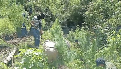 Benguet police burn P1.73-M worth of marijuana plants