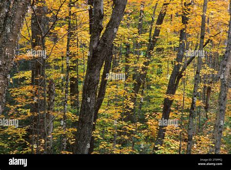 Image result for Code. Tree DVD