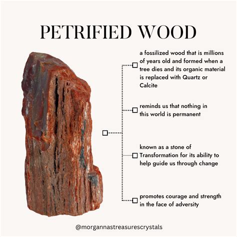 Petrified Wood Info Sheet