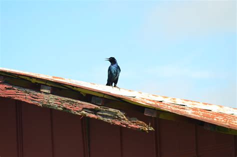 How Does a Bird Adapt to Its Environment: Amazing Survival Tactics - Birds