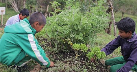 Abierta convocatoria para presentar Proyectos Ambientales Escolares ...