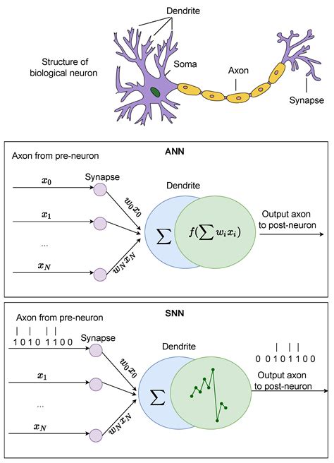 Spiking Neural Networks and Their Applications: A Review