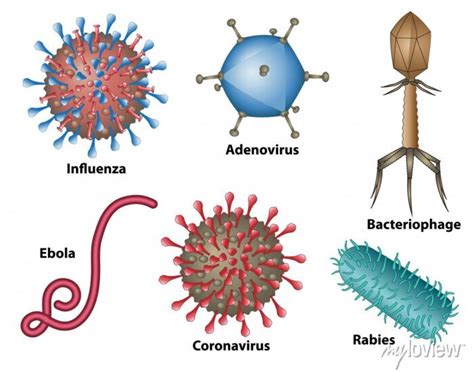 Image result for Virus Examples