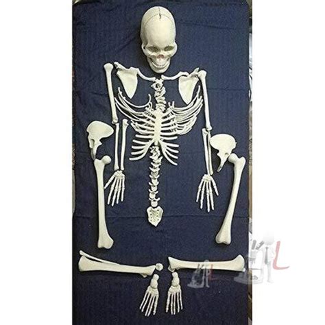 Human Skeleton Disarticulated Fiber Model Lab Equipment – laboratorydeal