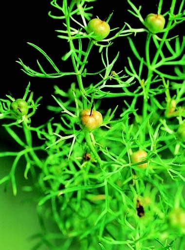 Syrian Rue - Το θαυμαστό Plant Teacher της Μέσης Ανατολής - Ethos Herbals