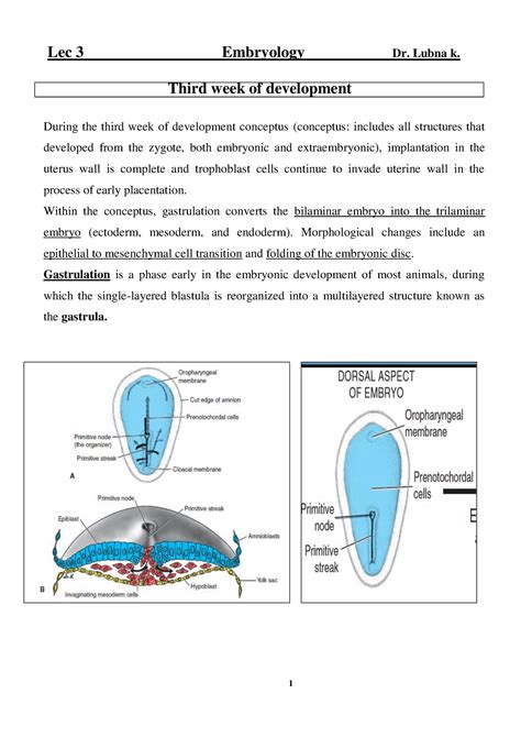 Image result for Third Week of Embryonic Development