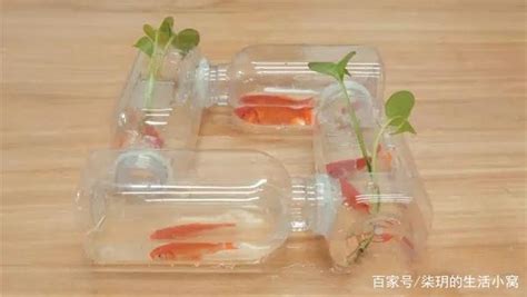 DIY：4个塑料瓶改造后变成创意鱼缸，既美观又很实用