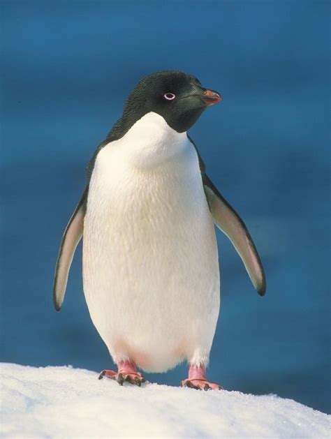 https://cdn.britannica.com/77/81277-050-2A6A35B2/Adelie-penguin.jpg