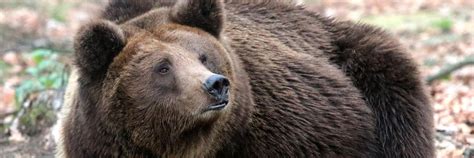 Information about bears - FOUR PAWS International - Animal Welfare ...