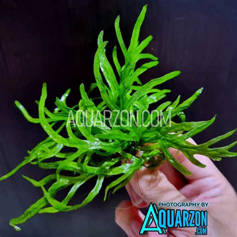 Java Fern Small Leaves at Tip 的图像结果