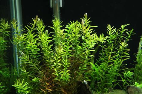 Rotala rotundifolia