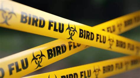 What Is The Central Govt Advisory On Bird Flu That Has Spread Across 4 ...
