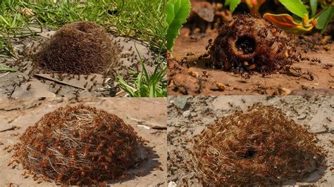 How To Find Carpenter Ant Nests (Pictures with Locations)