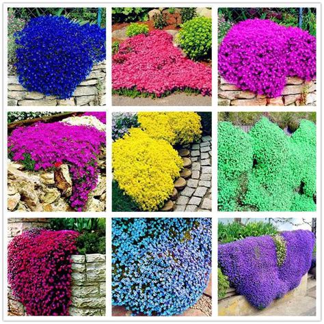 100 Seeds Creeping Thyme Color Purple White Blue Pink Rainbow - Etsy UK