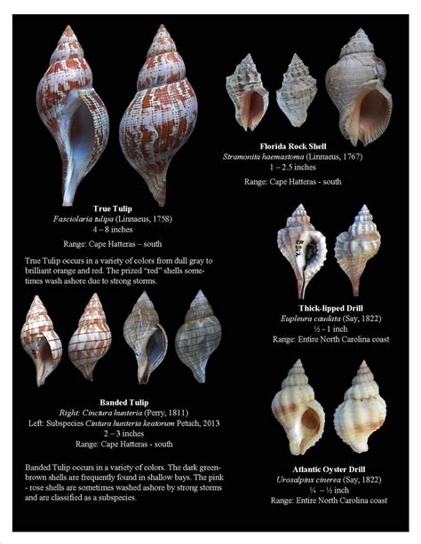 Shell Types 的图像结果