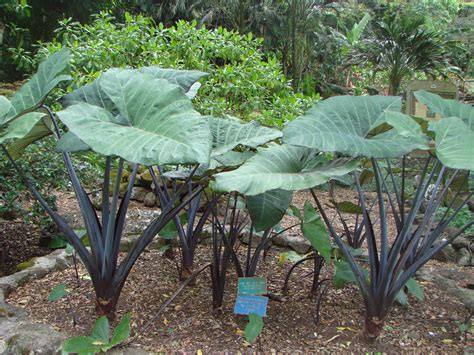 Polynesian Produce Stand : ~BLUE 'APE~ Blue Tannia TARO Xanthosoma violaceum EDIBLE ELEPHANT EAR ...