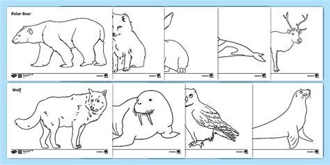 Animals that live in the Arctic - Colouring Sheets - KS1