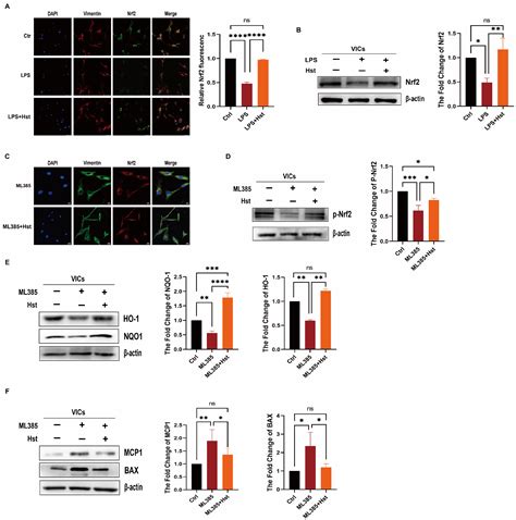 Hesperetin, a Promising Dietary Supplement for Preventing the ...