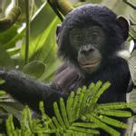 Wildlife Species - KM LABS