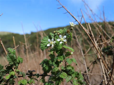 California Blackberry (Rubus ursinus), Point Reyes National Seashore, California [4198 × 3148 ...