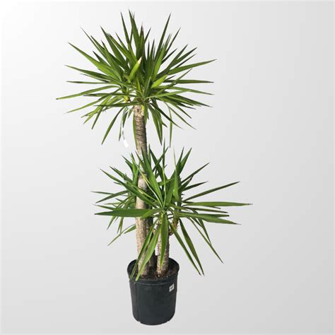 Edmonton & Calgary Plant Delivery | Grower Direct Plant Delivery