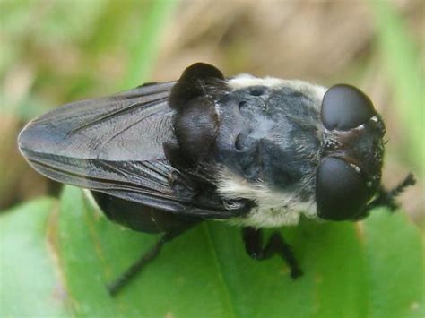 Image result for Mouse Bot Fly